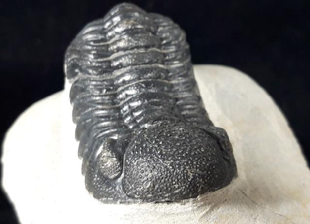 Barrandeops ovatus (McKELLAR & CHATTERTON 2009) - Bild © FossNet FossilienStore